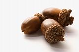 Still life of acorns.