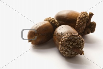 Still life of acorns.