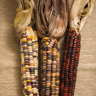 Multicolored Indian corn.
