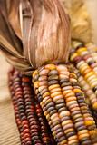 Multicolored Indian corn.
