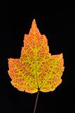 Maple leaf in Fall color.