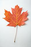 Red Maple leaf on white.