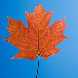 Red Maple leaf on blue.