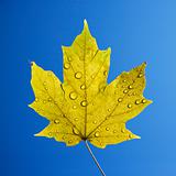 Maple leaf on blue.