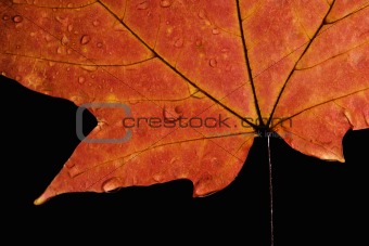 Maple leaf sprinkled with water.