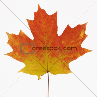 Maple leaf in Fall color.