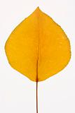  Bradford Pear leaf on white.
