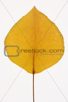  Bradford Pear leaf on white.