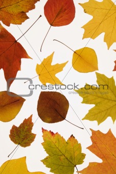 Leaves in Fall color on white.