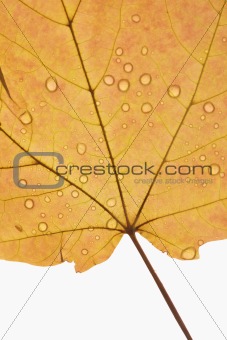 Maple leaf sprinkled with water.