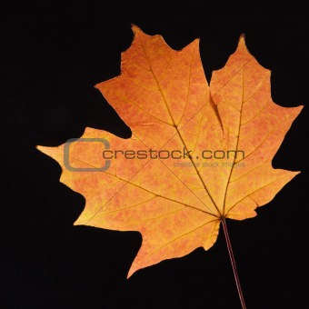 Orange Maple leaf on black.