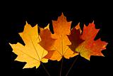 Maple leaves in Fall color on black.