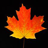 Maple leaf in Fall color on black.