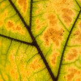 Close-up of veins of leaf.