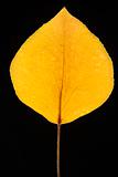 Yellow Bradford pear leaf on black.