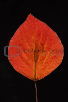 Red Bradford pear leaf on black.