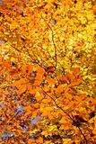 Branches of Fall foliage.