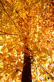 Branches of yellow Fall foliage.