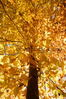 Branches of yellow Fall foliage.