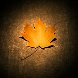 Maple leaf on concrete.