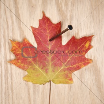 Maple leaf nailed to board.
