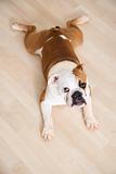 Bulldog lying outstretched on wood floor.