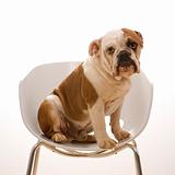 English Bulldog  portrait sitting in chair.