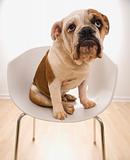 English Bulldog  portrait sitting in chair.
