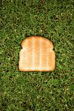 Slice of toast on grass
