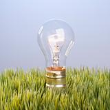 Glass light bulb in grass.