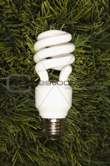 Energy saving light bulb laying in grass.