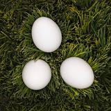 Three white eggs laying in grass.