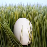 A white egg laying in grass.