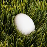 Studio shot of a white egg buried in grass.