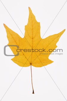 Yellow Maple leaf on white.