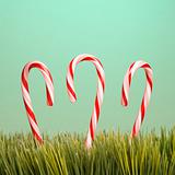 Three candy canes in grass.
