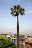 Tall palm tree with buildings in Rome, Italy.