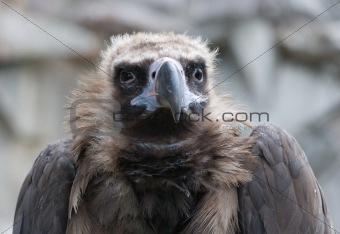 Griffon-vulture