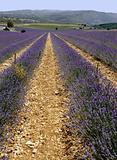 lavender fields provence france