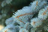 Picea Pungens - Blue Spruce