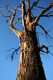 Old gnarled tree