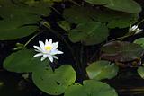 water lily, nenuphar