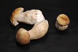 mushroom, squirrel's bread, Boletus edulis