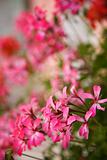 Close-up of pink geraniums.