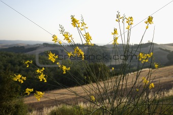 Yellow wildflower in Tuscany, Italy