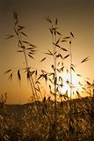 Oat plants in field at sunset in Tuscany, Italy.