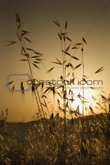 Oat plants in field at sunset in Tuscany, Italy.