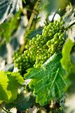 Green grape clusters in Tuscany, Italy.