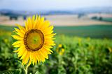 Sunflower in field  in Tuscany, Italy.
