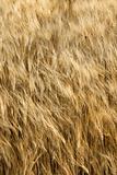 Wheat field in Tuscany, Italy.